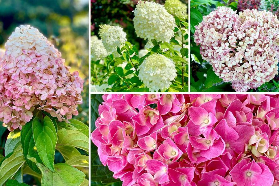 Quick Hydrangea Tips